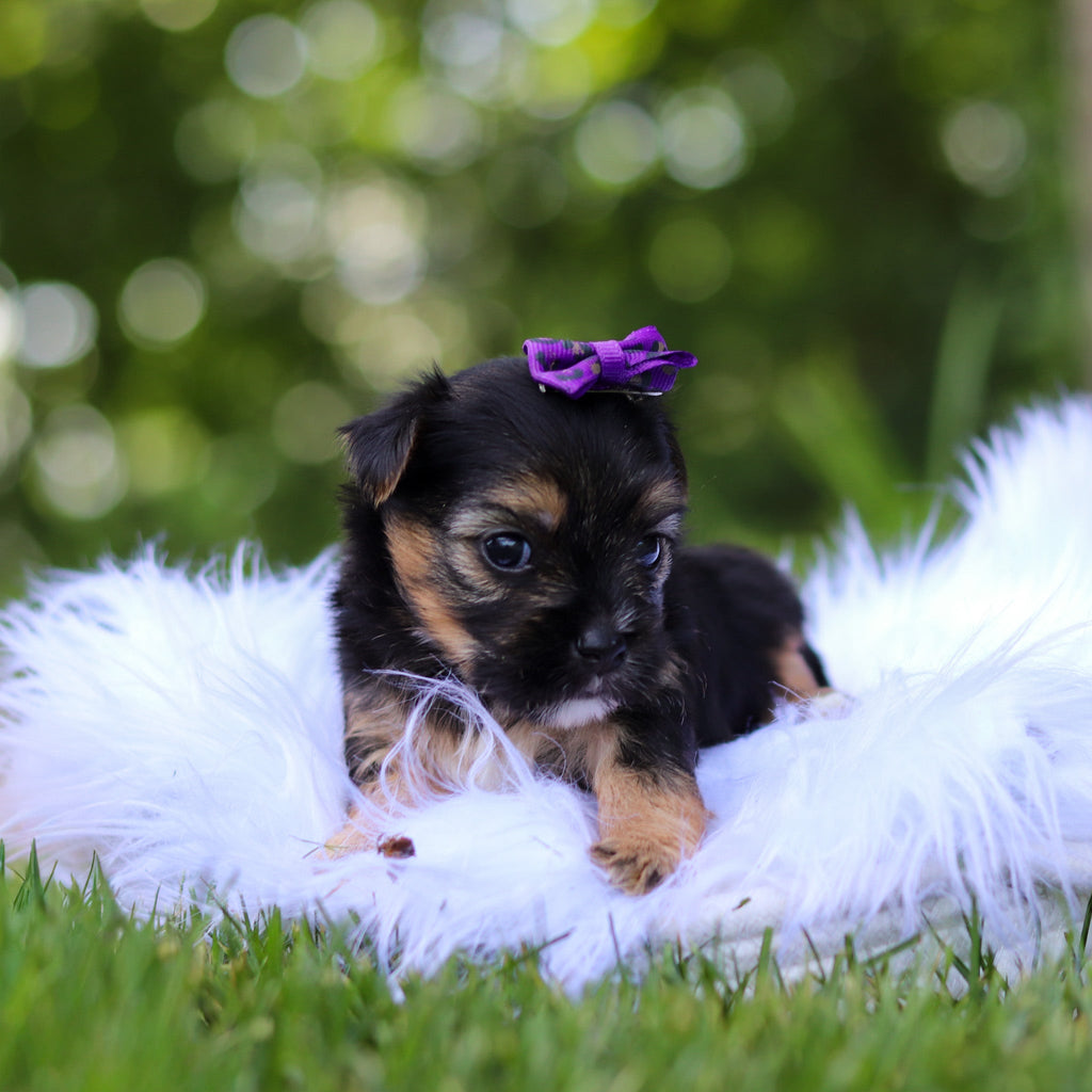 Sophie - Available 8/6