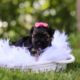 Sunny - Available 8/6