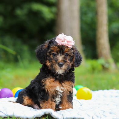 Eleanor - Available 8/13