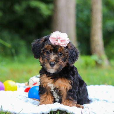 Eleanor - Available 8/13