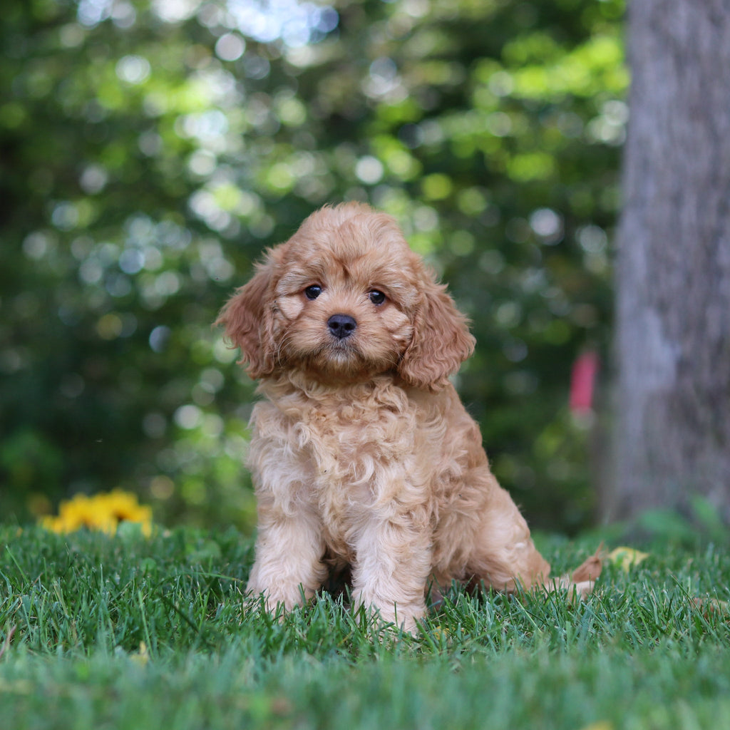 Pippa - Available Now