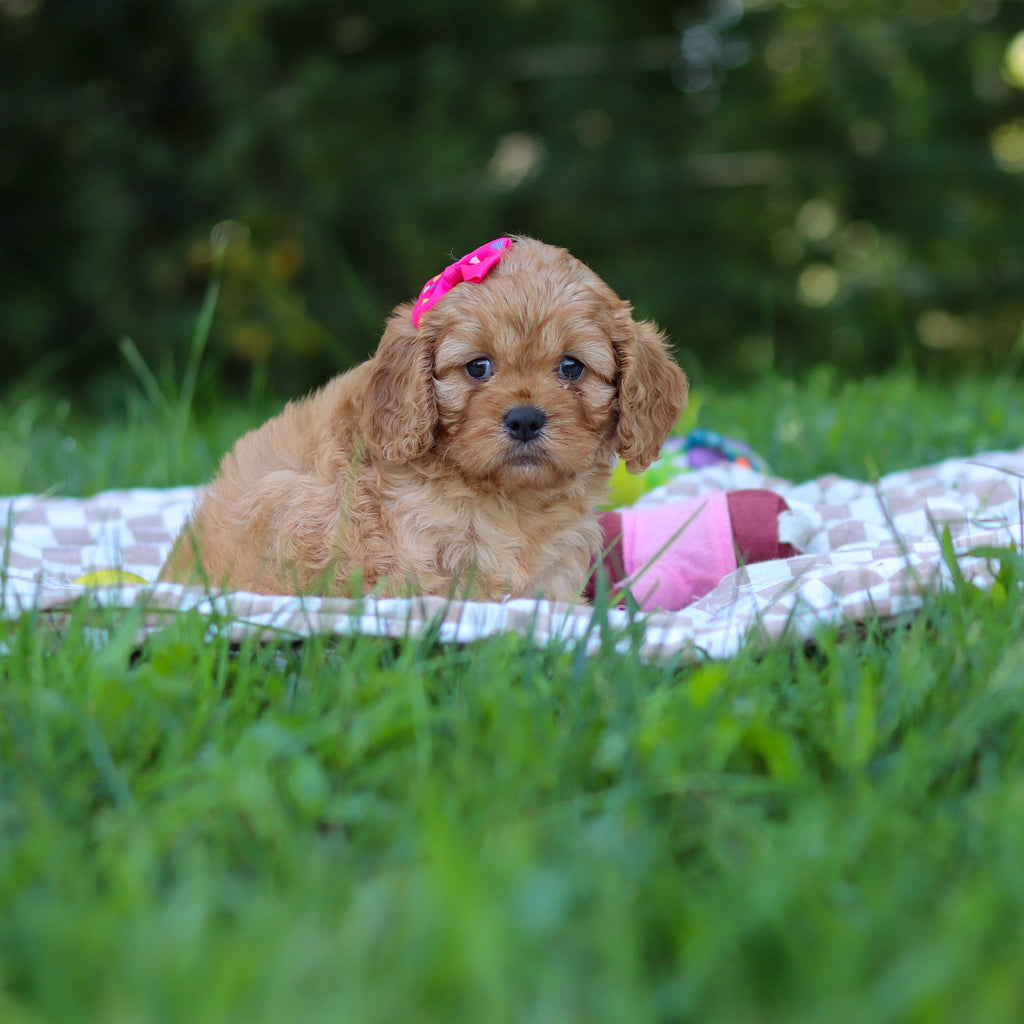 Pippa - Available Now