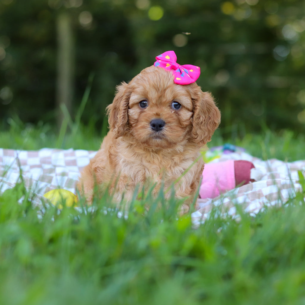 Pippa - Available Now