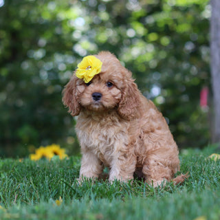 Pippa - Available Now
