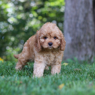 Pippa - Available Now