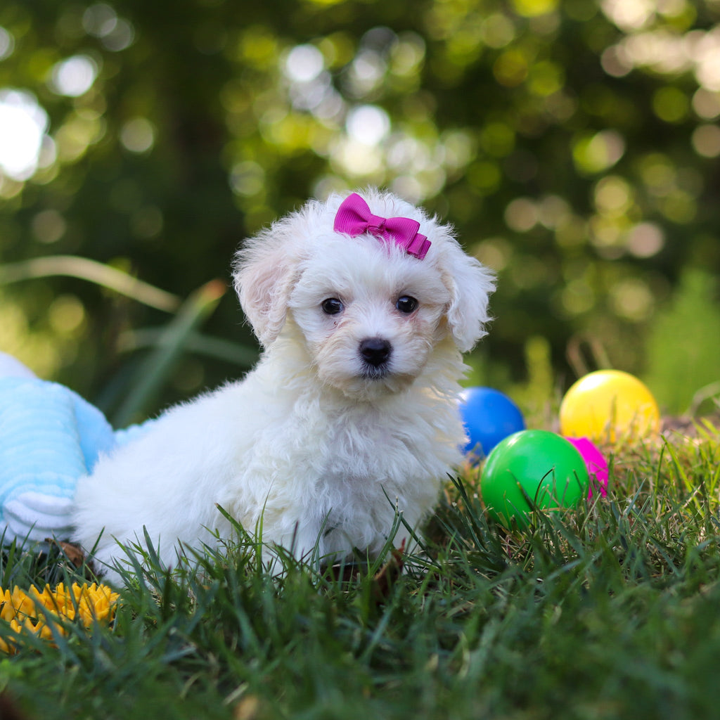 Perla - Available 8/27