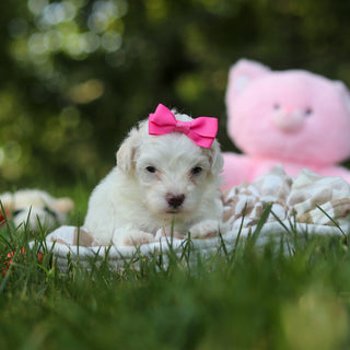 Perla - Available 8/27
