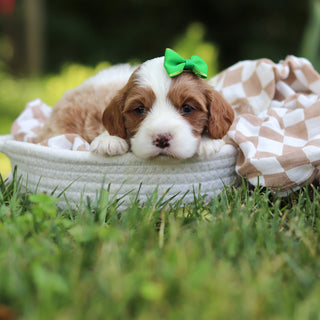 Athena - Available 8/27