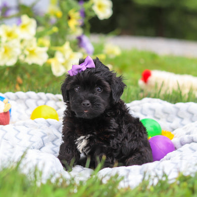 Cocoa - Available 8/13