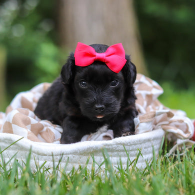 Cocoa - Available 8/13
