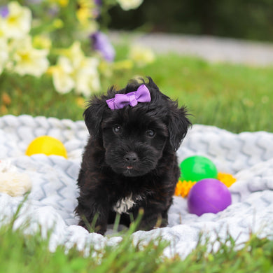 Cocoa - Available 8/13