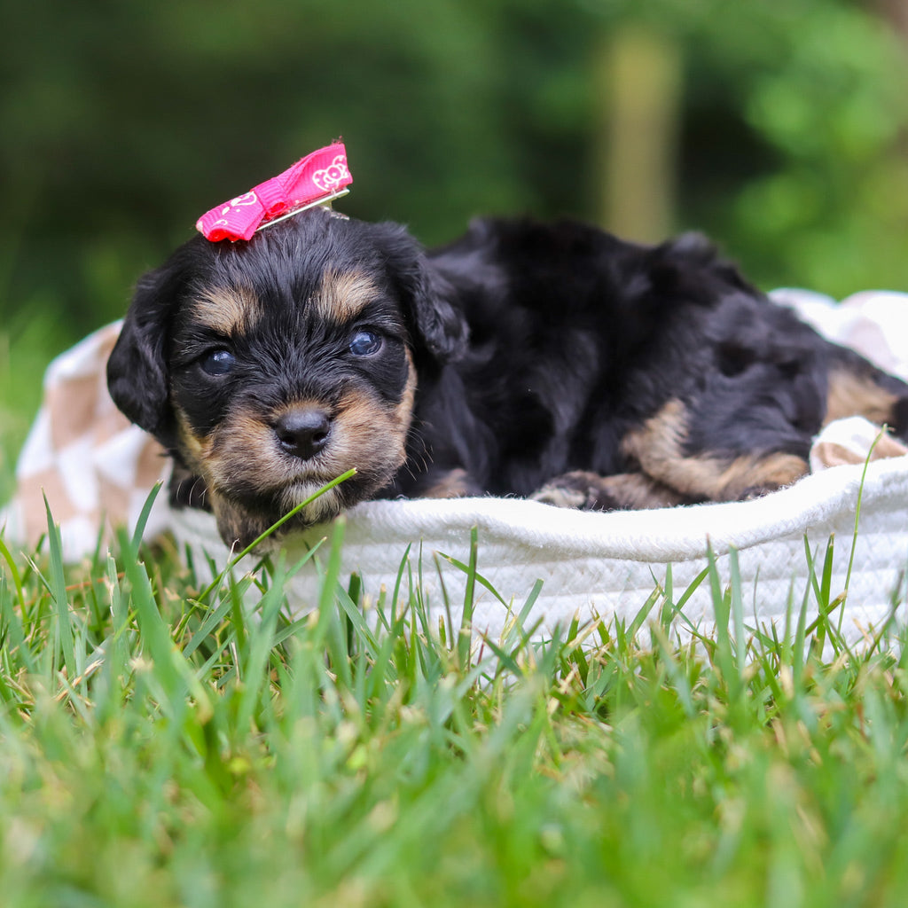 Betsy - Available Now