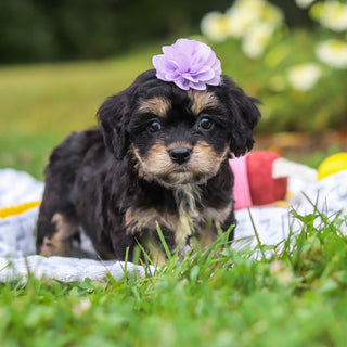 Betsy - Available Now