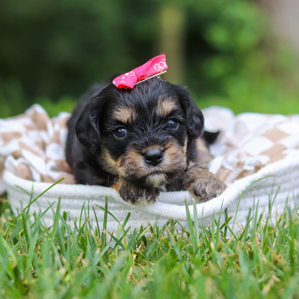 Betsy - Available Now
