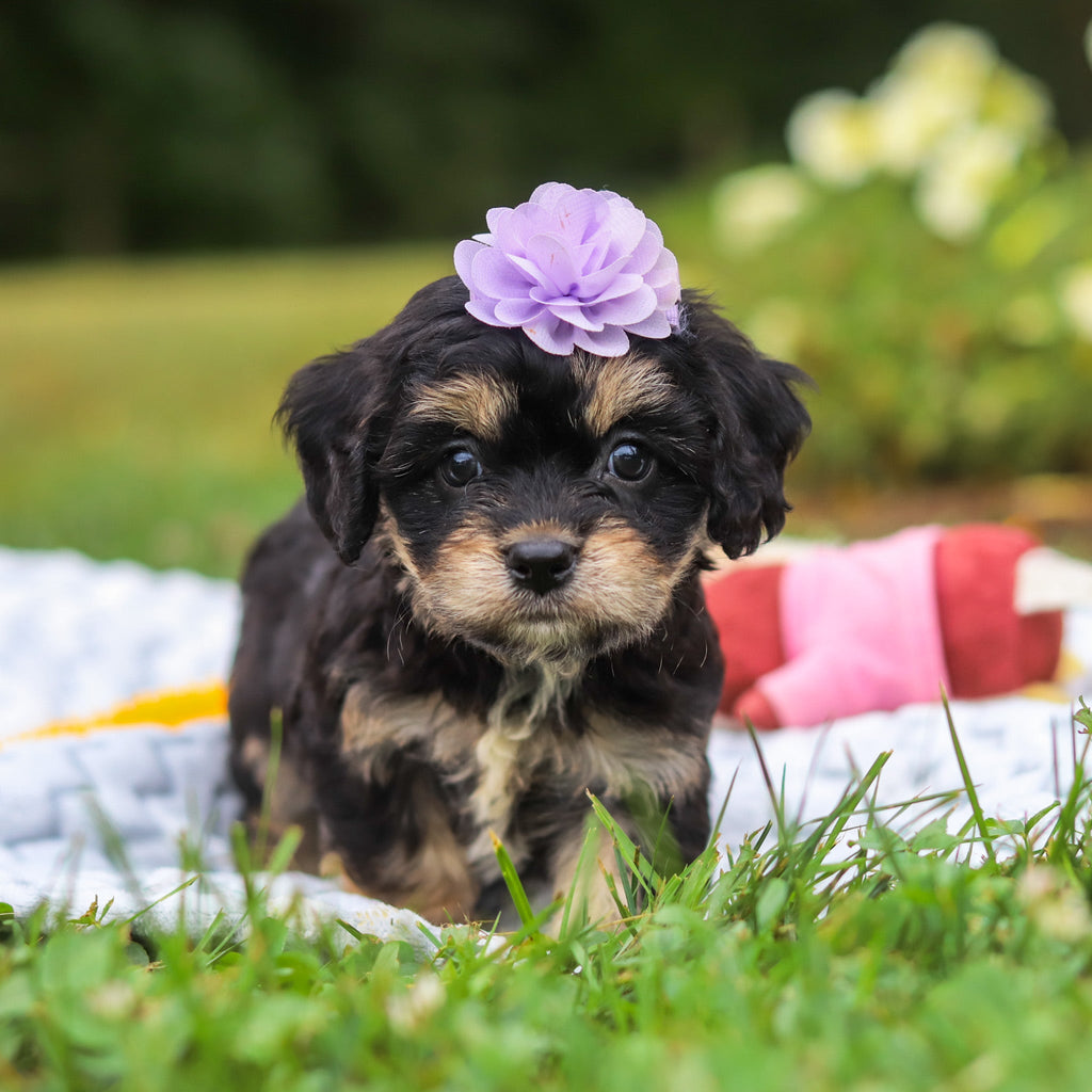 Betsy - Available Now
