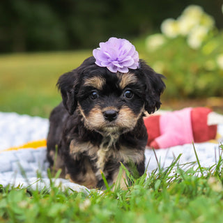 Betsy - Available Now