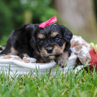 Betsy - Available Now