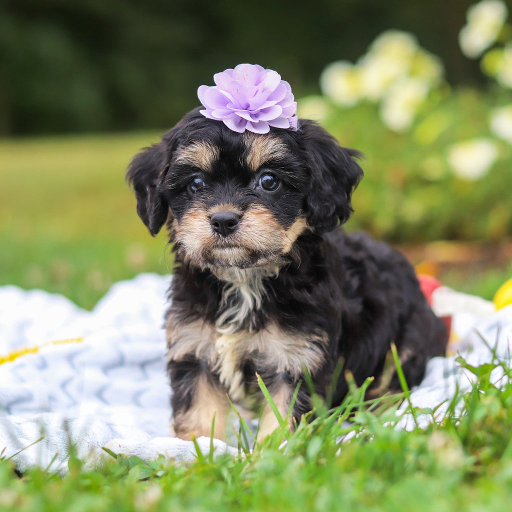 Betsy - Available Now