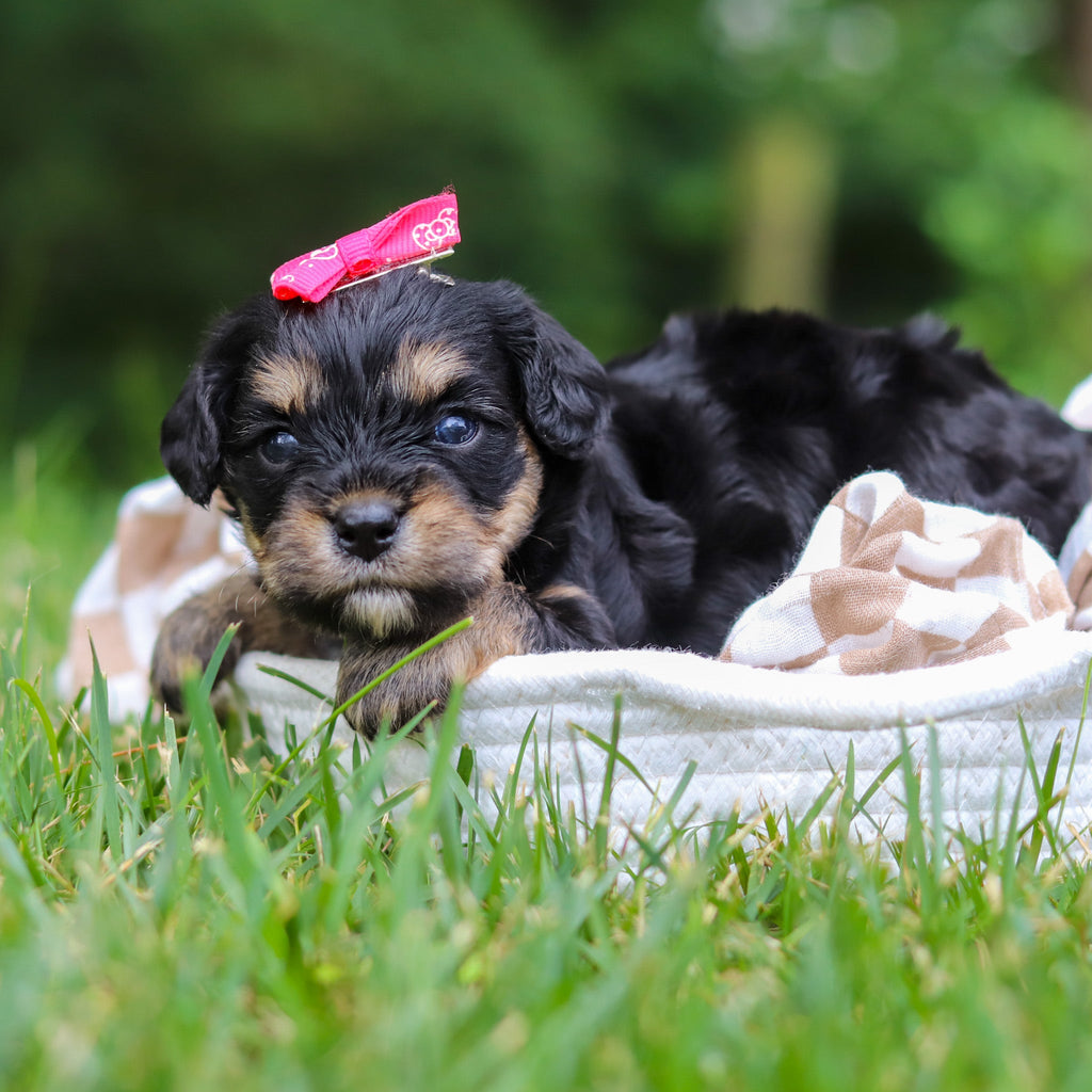 Betsy - Available Now
