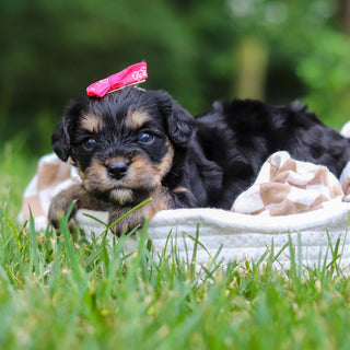Betsy - Available Now