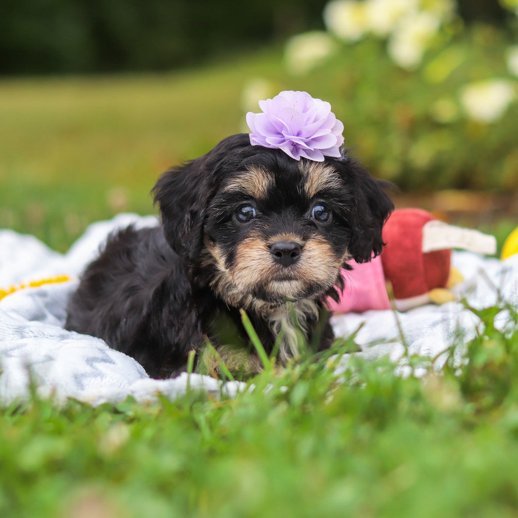 Betsy - Available Now