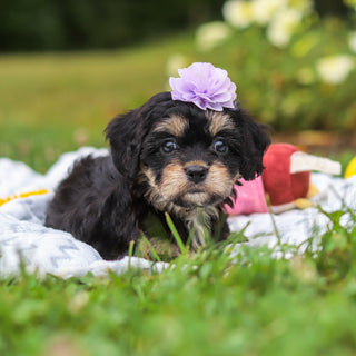 Betsy - Available Now