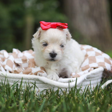 Keelie - Available 8/13