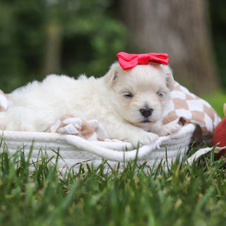 Keelie - Available 8/13
