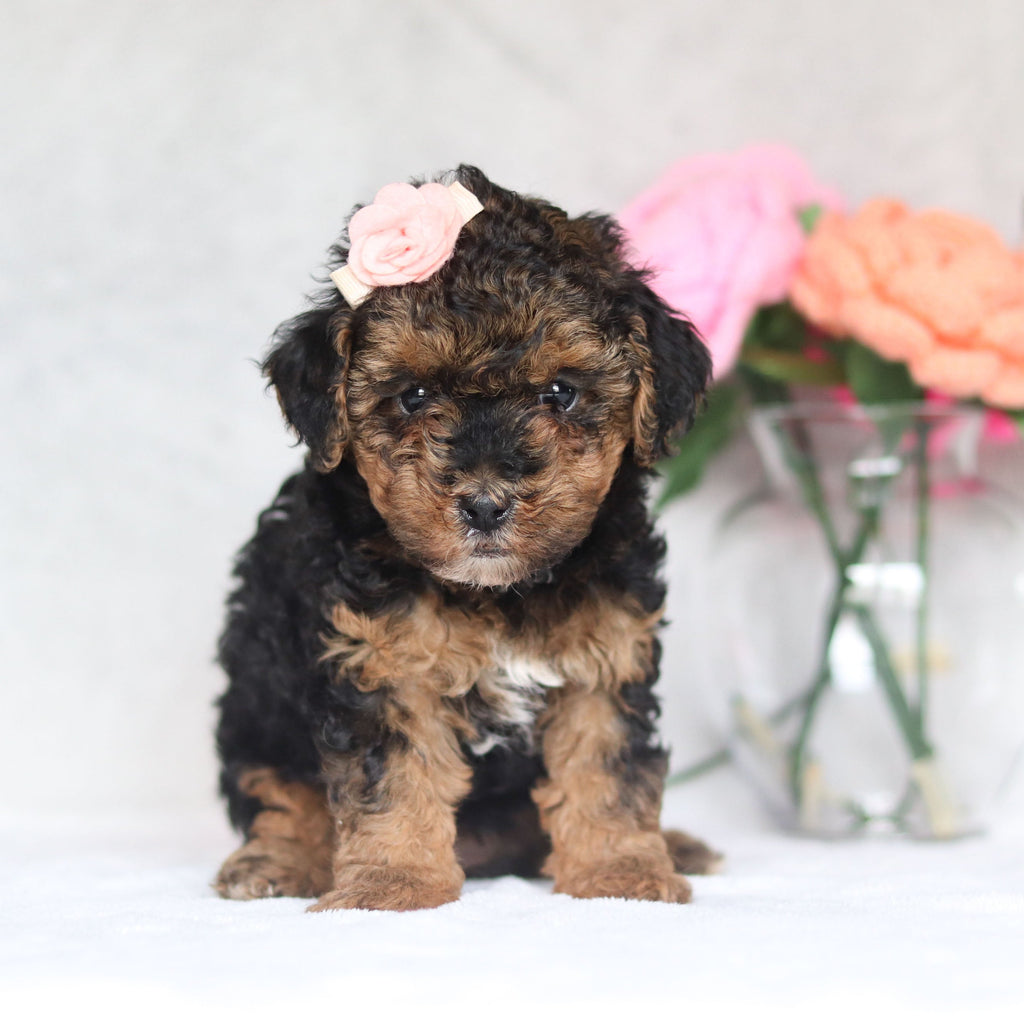 Harlow - Available Now