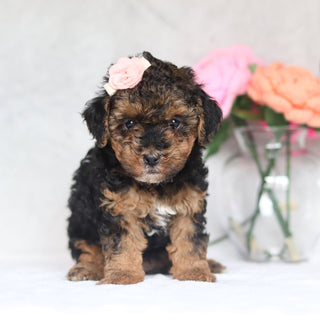 Harlow - Available Now