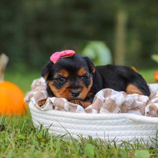Cherie - Available 10/29