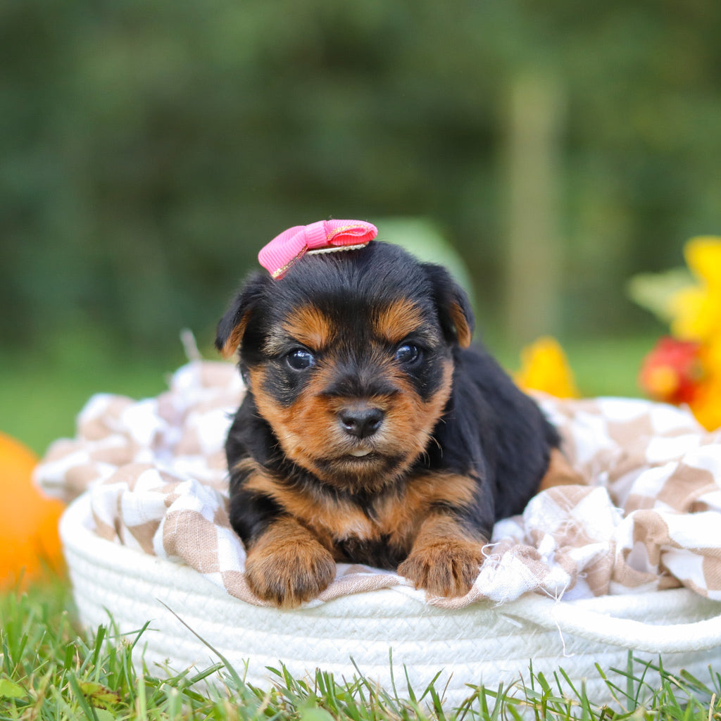 Cherie - Available 10/29