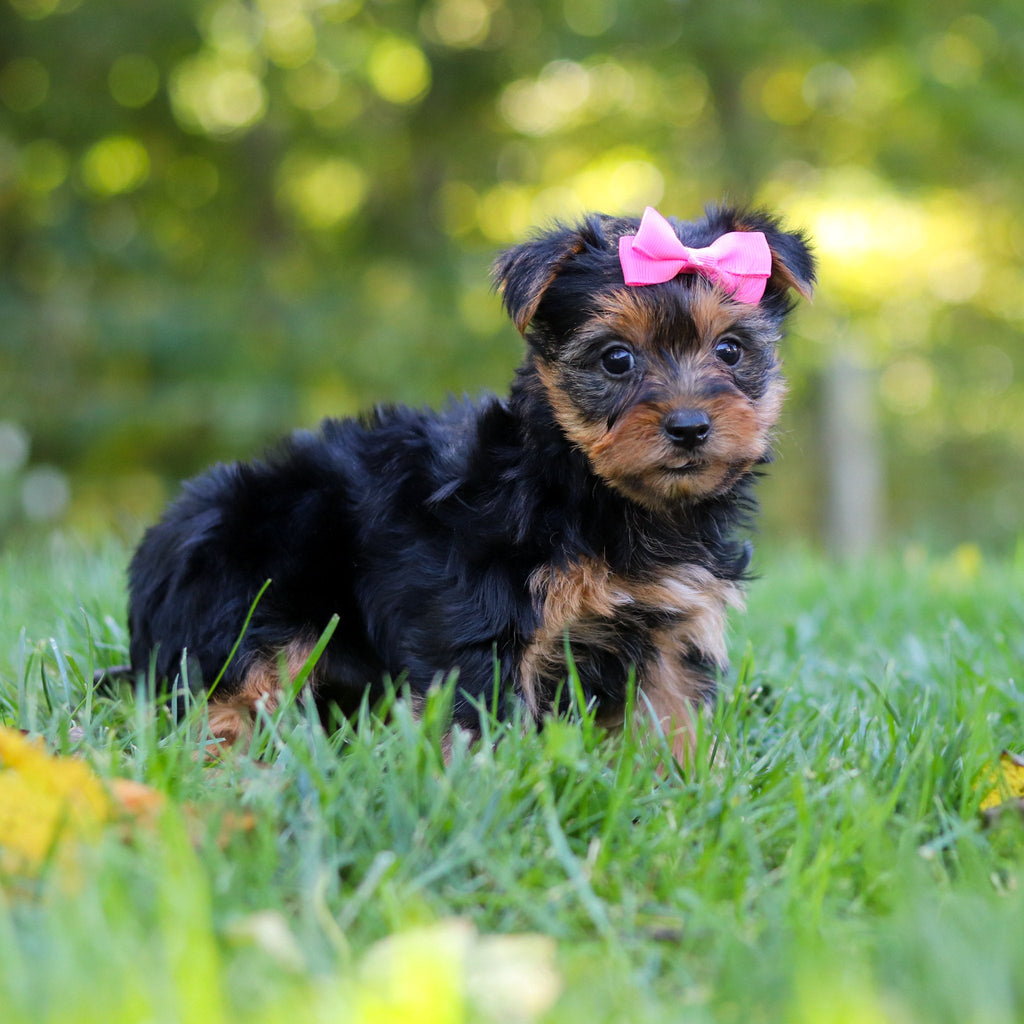 Cherie - Available 10/29
