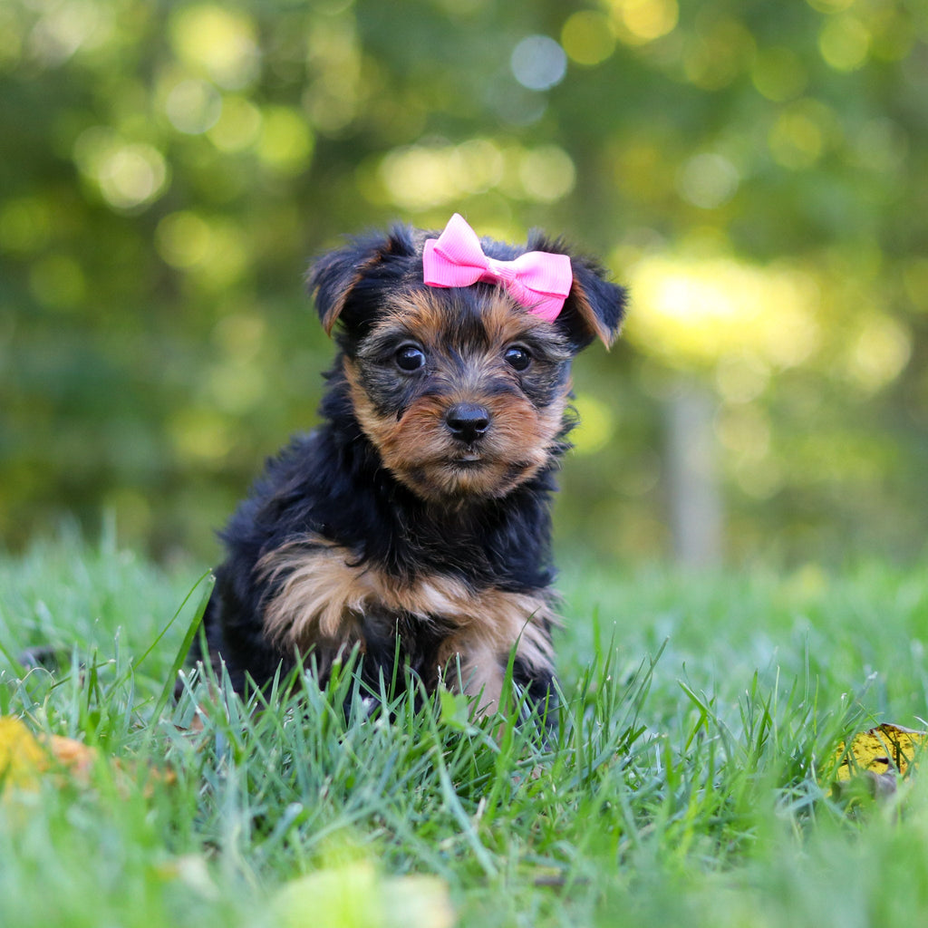 Cherie - Available 10/29