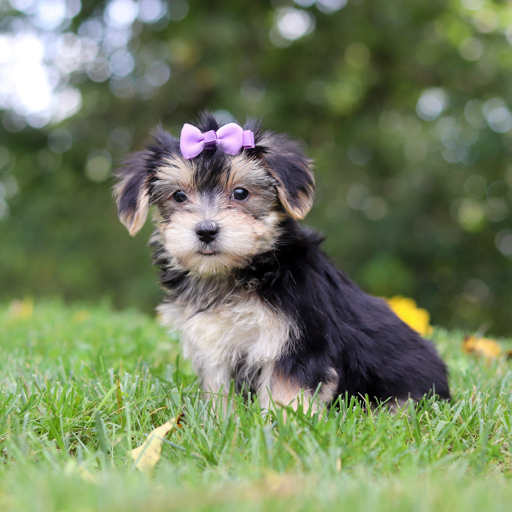 Evie - Available Now