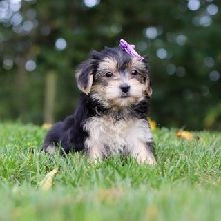 Evie - Available Now