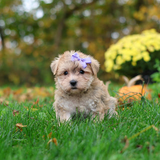 Shelby - Available 10/29