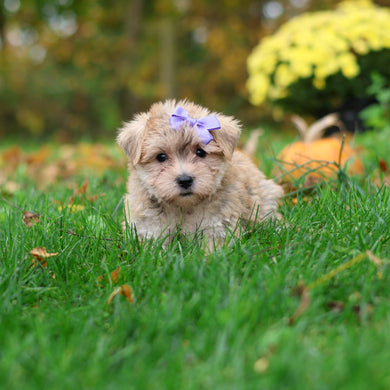 Shelby - Available 10/29