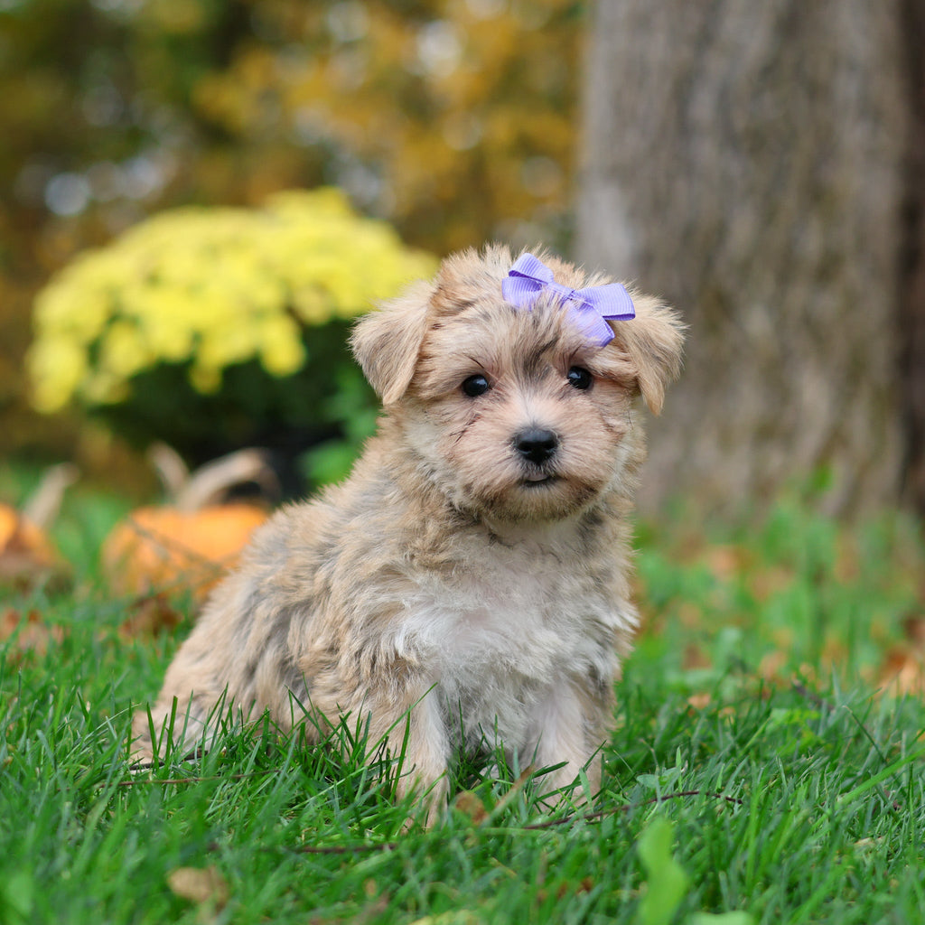 Shelby - Available 10/29
