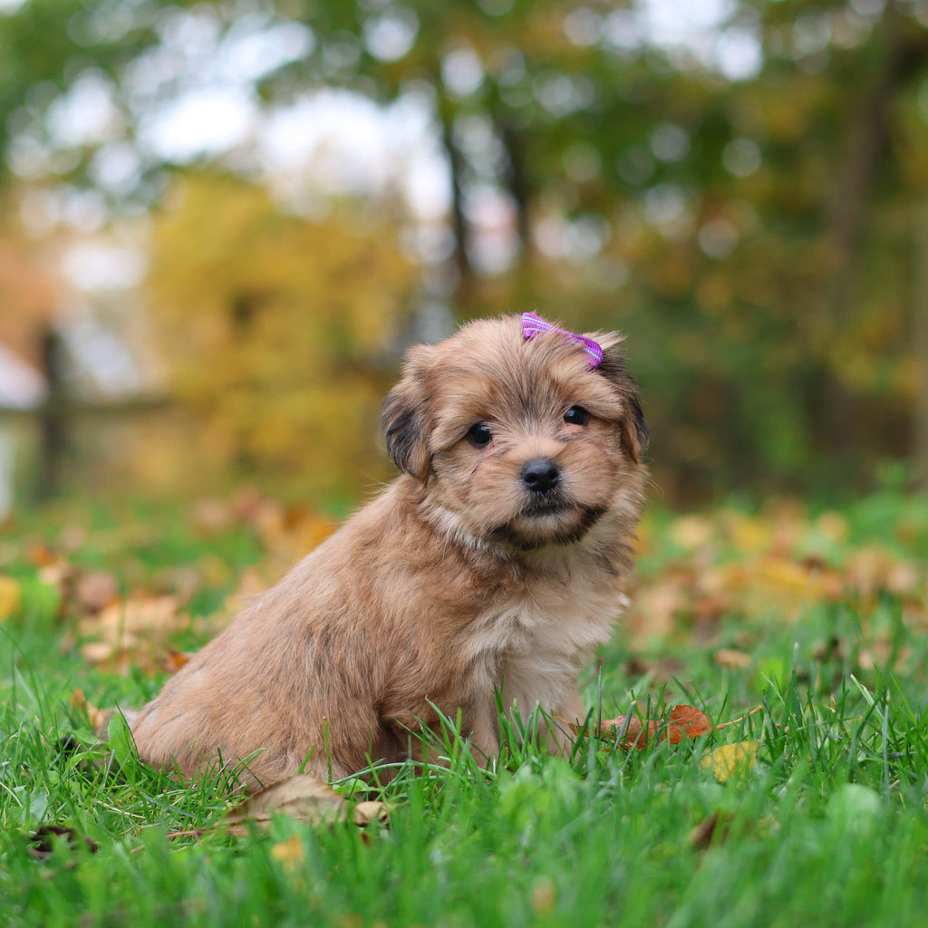 Sadie - Available 10/29