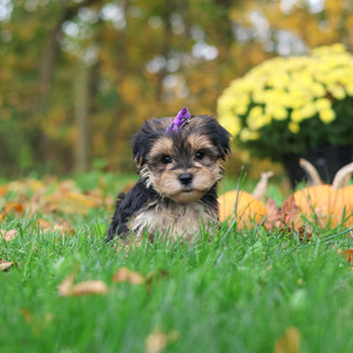 Sasha - Available 10/29