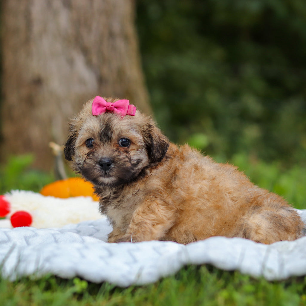 Callie - Available Now