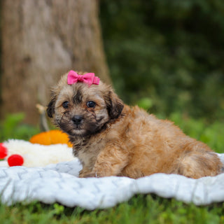 Callie - Available Now
