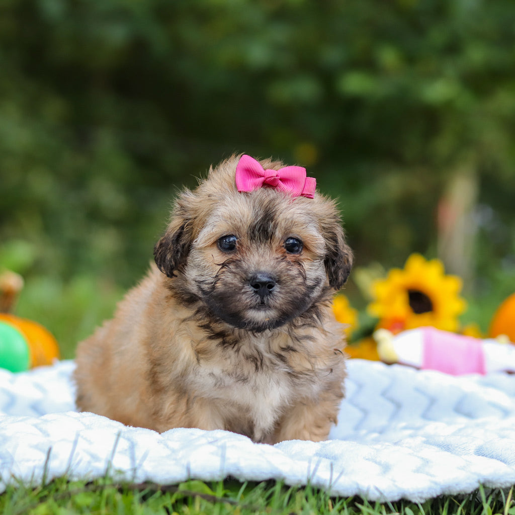 Callie - Available Now