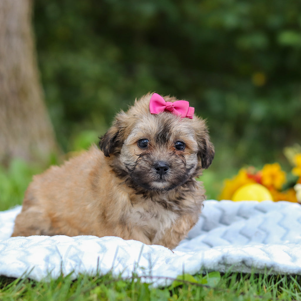 Callie - Available Now