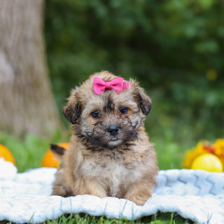Callie - Available Now