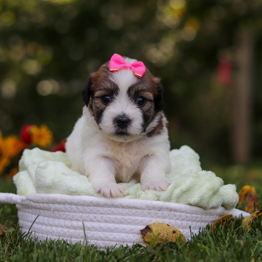Clara - Available Now