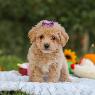 Hermione - Available Now