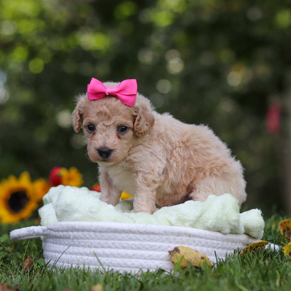 Hermione - Available Now