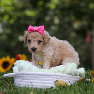 Hermione - Available Now